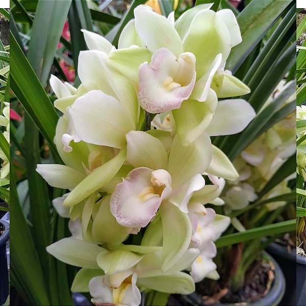 Orquídea Cymbidium Verde Claro - Adulto - Orquidário Ronmar - Flores e  Plantas Ornamentais