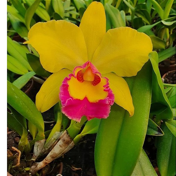 Orquídea Blc. Rodrigo Suzuki 'Pink Lip' - Orquidário Ronmar - Flores e  Plantas Ornamentais