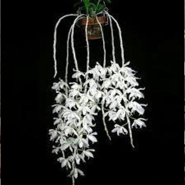 Orquídea Dendrobium Anosmum Alba - Muda - Orquidário Ronmar - Flores e  Plantas Ornamentais