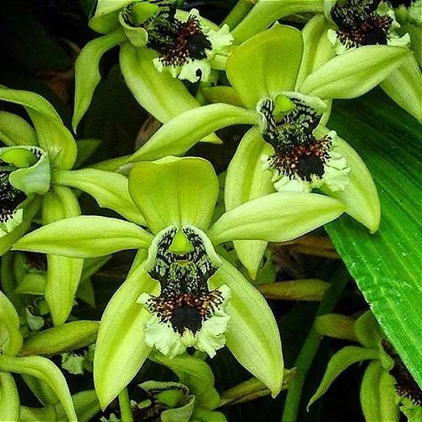 Orquídea Coelogyne Pandurata Planta Adulta Flor Verde - Orquidário Ronmar -  Flores e Plantas Ornamentais