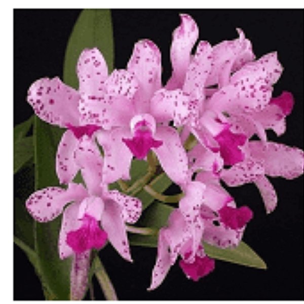 Orquidea Cattleya Amethystoglossa - Muda - Orquidário Ronmar - Flores e  Plantas Ornamentais