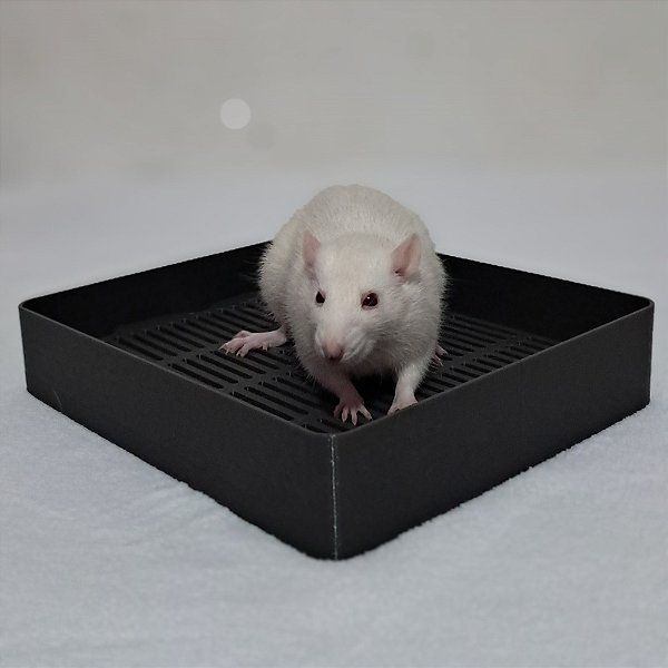 Banheiro para Rato Twister, Chinchila e Hedgehog