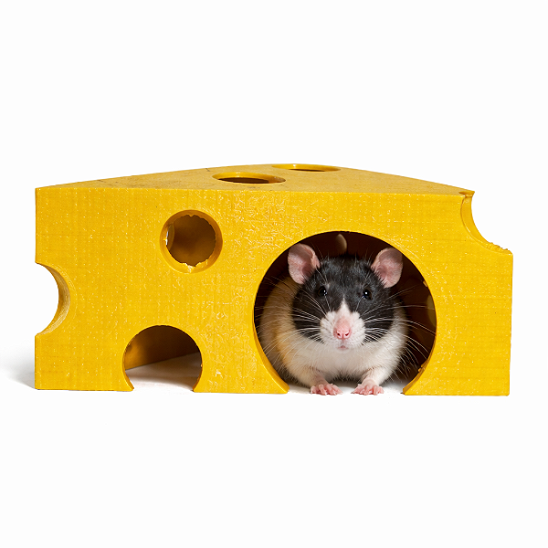 Toca formato de queijo para Rato Twister