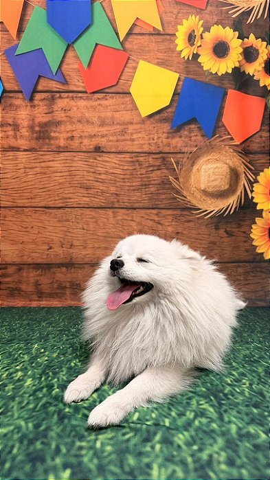 Fundo Fotográfico para Pets, bebês, Temas variados Festa Junina Copa do Mundo Tecido Sublimado