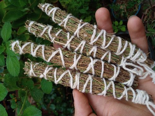 Bastão de Alecrim do Campo