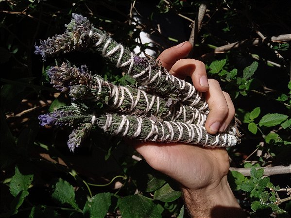 Bastão de Lavanda/Alfazema