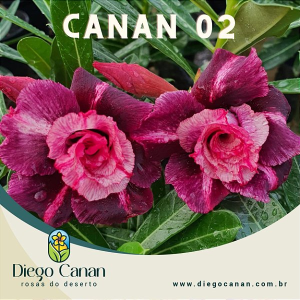 Enxerto CANAN 2 PERFUMADA