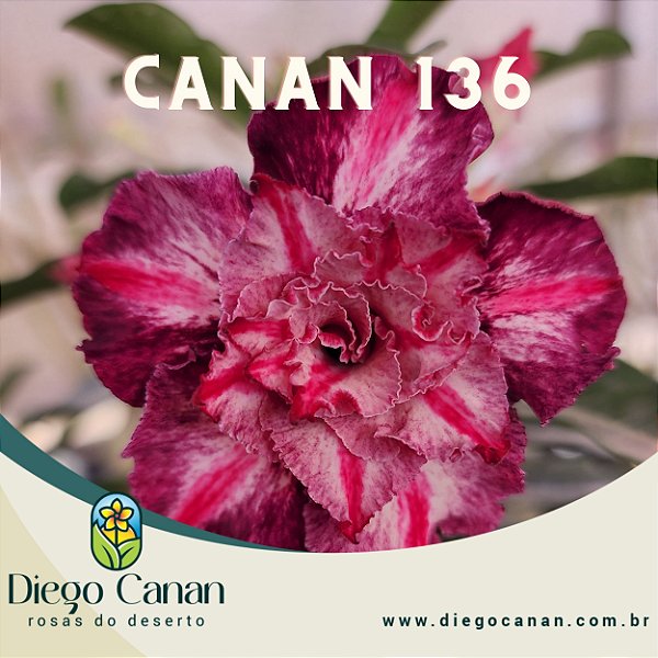 Enxerto CANAN 136 PERFUMADA