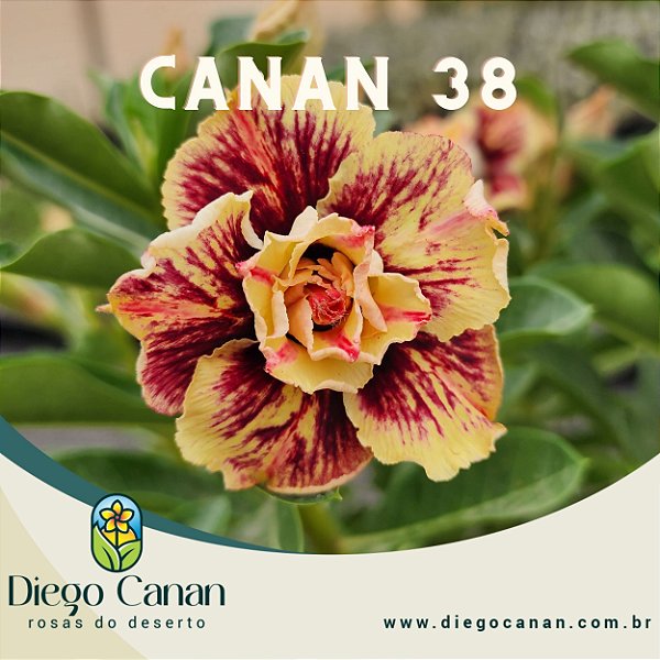 Enxerto CANAN 38 PERFUMADA