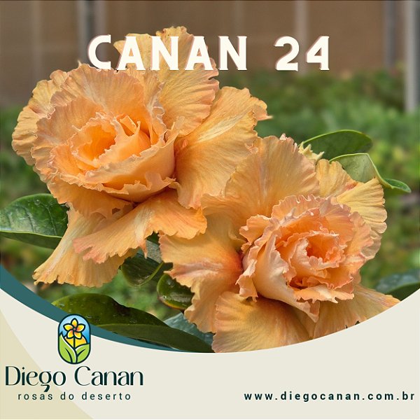 Enxerto CANAN 24 PERFUMADA