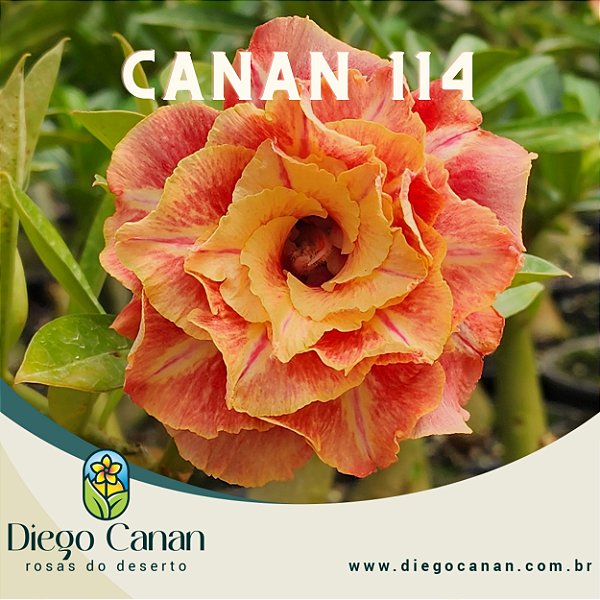 Enxerto CANAN 114 PERFUMADA