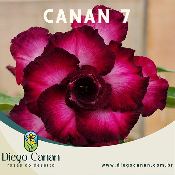 Enxerto CANAN 7 PERFUMADA