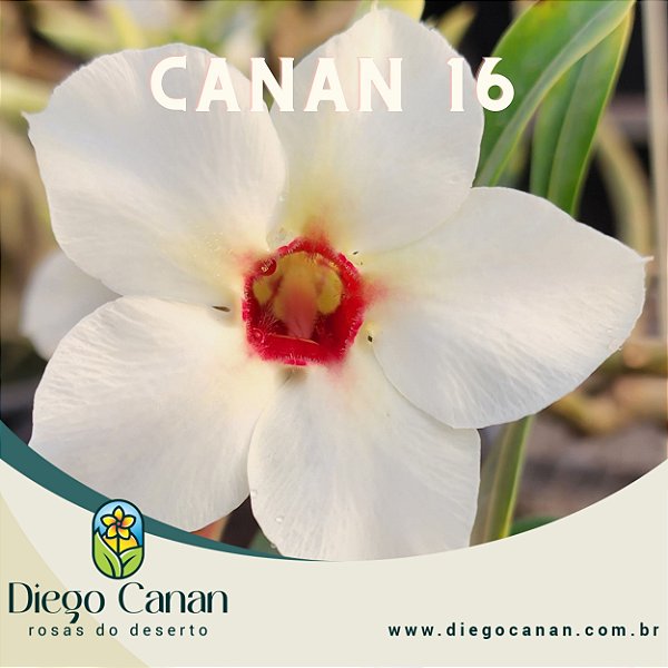 Enxerto CANAN 16 - PERFUMADA