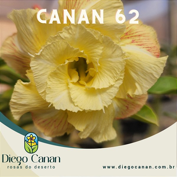 Enxerto CANAN 62