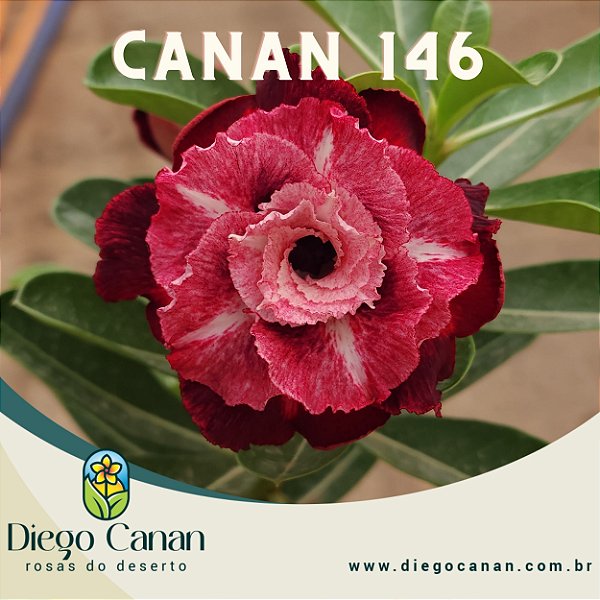Enxerto CANAN 146 - Flor Tripla com AROMA