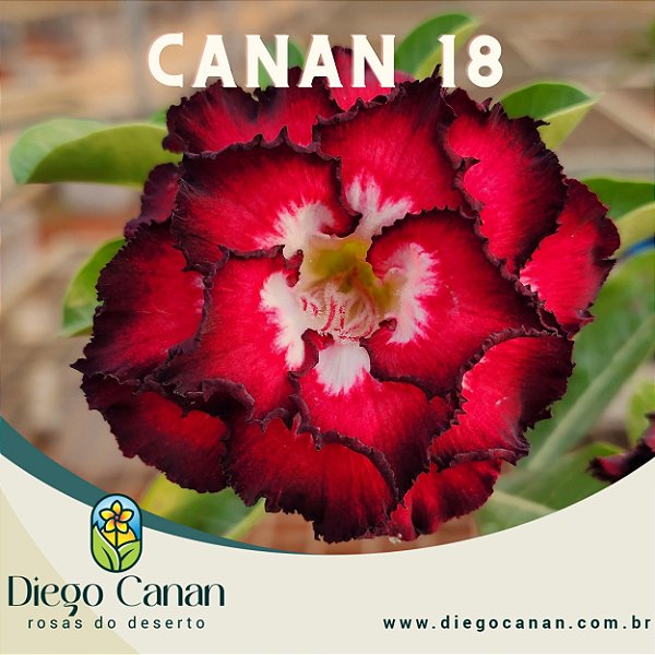 Enxerto CANAN 18