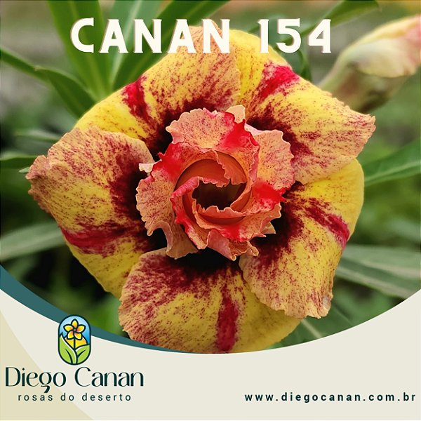 Enxerto CANAN 154 PERFUMADA