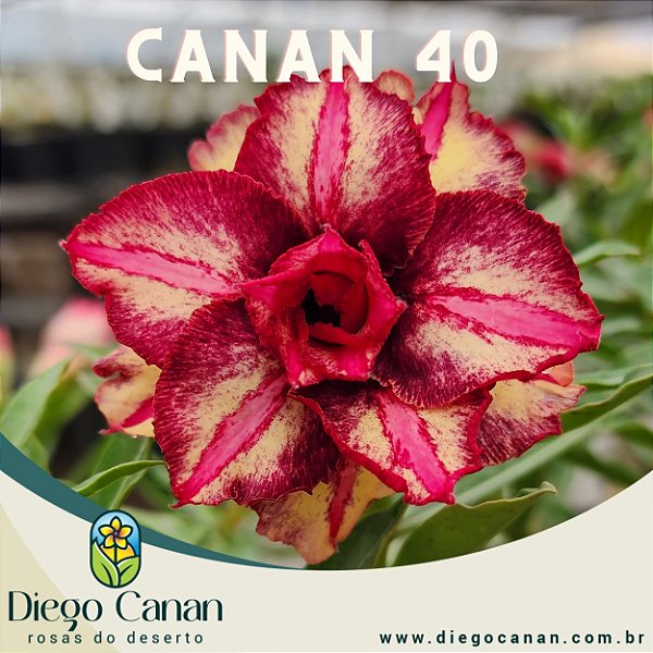 Enxerto CANAN 40 PERFUMADA