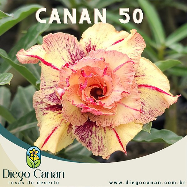 Enxerto CANAN 50 PERFUMADA