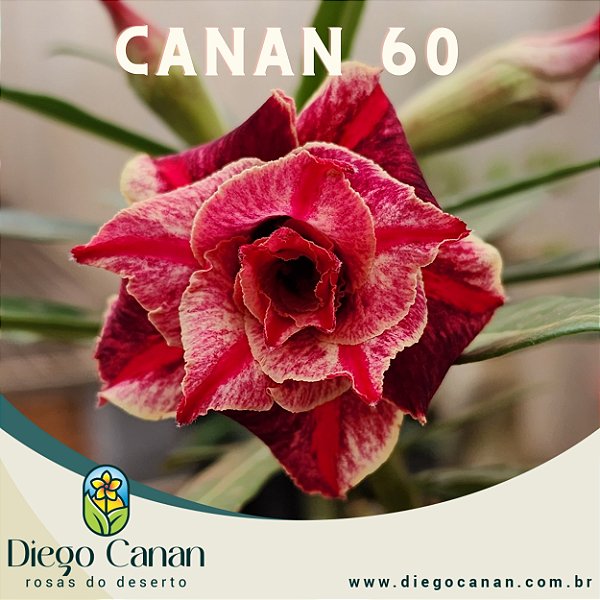 Enxerto CANAN 60