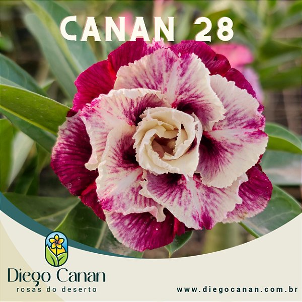 Enxerto CANAN 28 PERFUMADA
