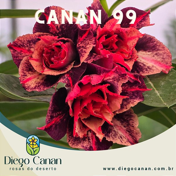 Enxerto CANAN 99 PERFUMADA