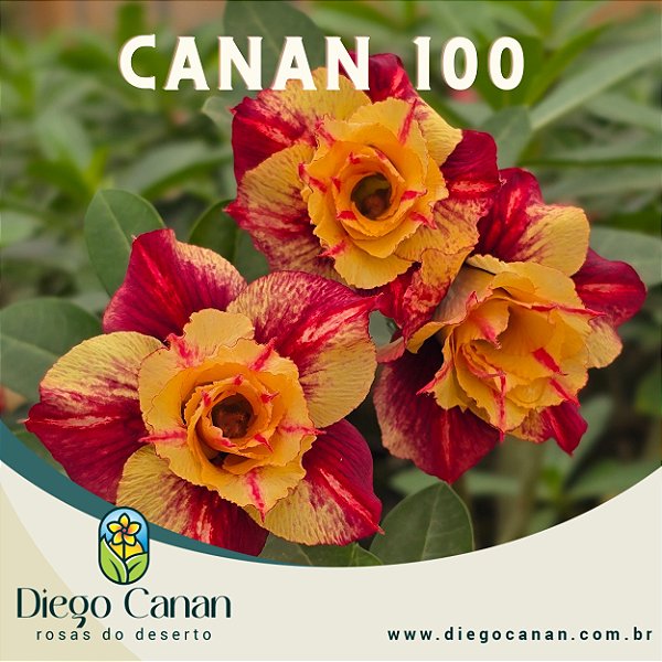 Enxerto CANAN 100 PERFUMADA