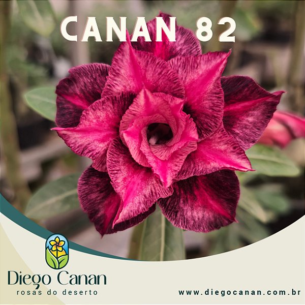 Enxerto CANAN 82 PERFUMADA