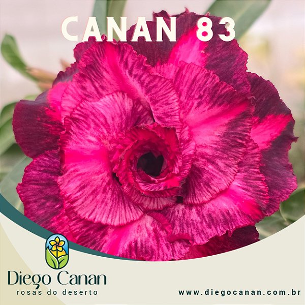 Enxerto CANAN 83 PERFUMADA