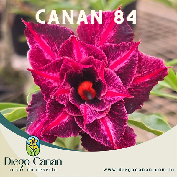 Enxerto CANAN 84 PERFUMADA