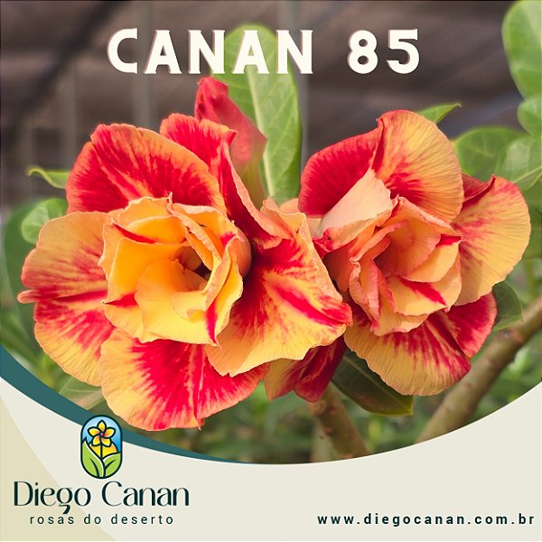 Enxerto CANAN 85 PERFUMADA