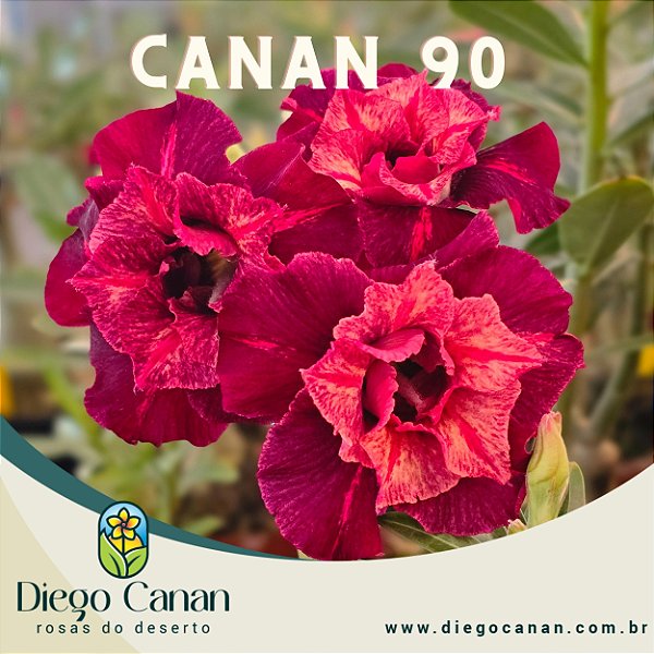 Enxerto CANAN 90 - PERFUMADA