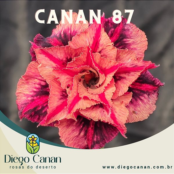 Enxerto CANAN 87 - PERFUMADA