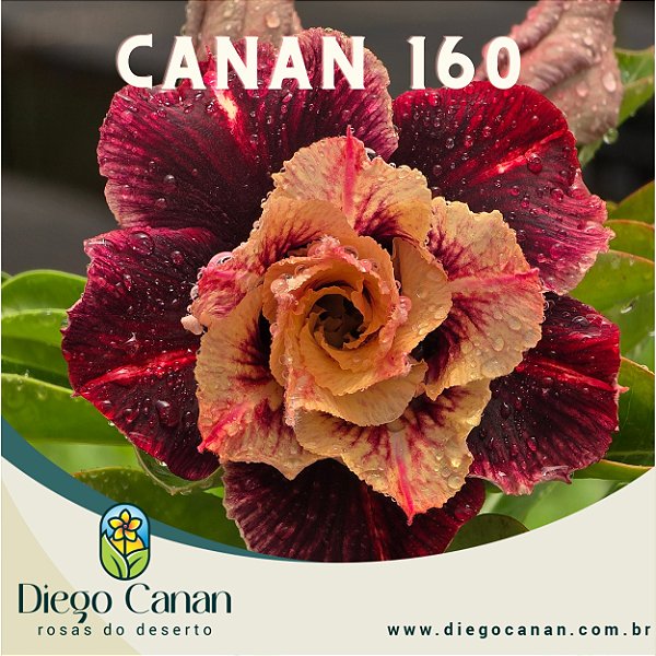 Enxerto CANAN 160 PERFUMADA