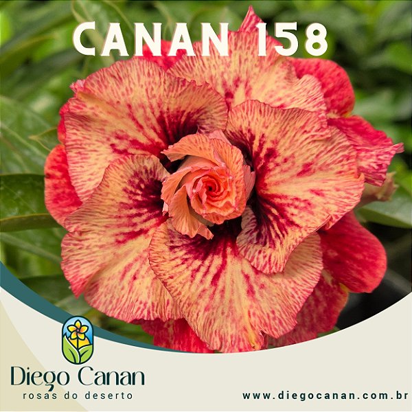 Enxerto CANAN 158 PERFUMADA