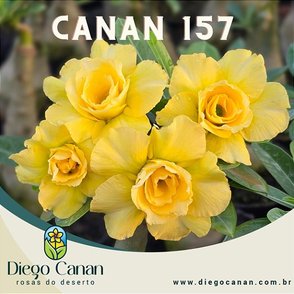 Enxerto CANAN 157 PERFUMADA