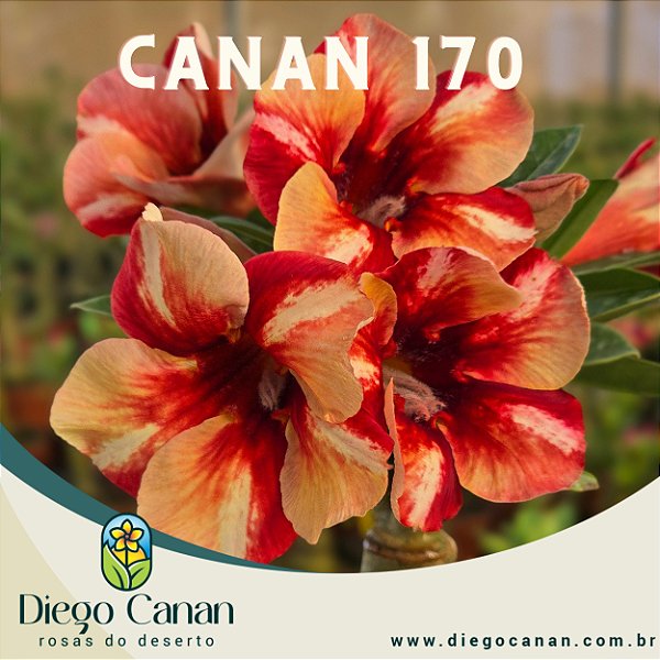 Enxerto CANAN 170 PERFUMADA