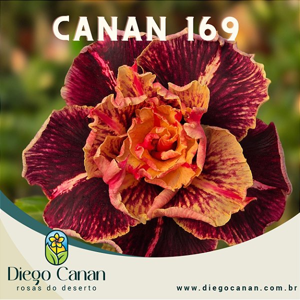 Enxerto CANAN 169 PERFUMADA