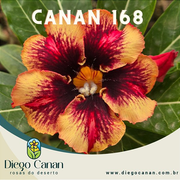 Enxerto CANAN 168 PERFUMADA