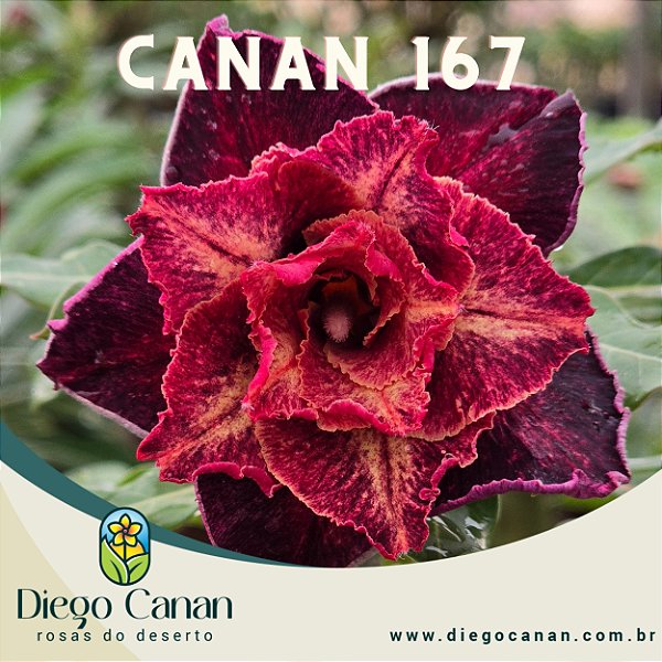 Enxerto CANAN 167 PERFUMADA