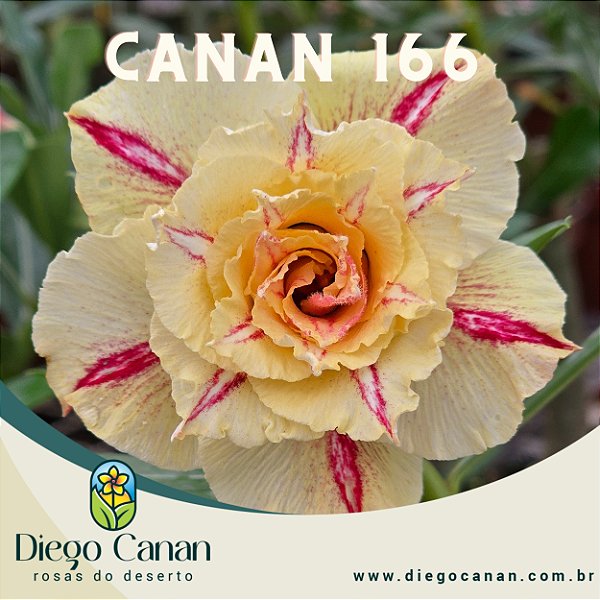 Enxerto CANAN 166 PERFUMADA