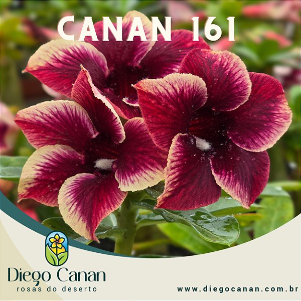 Enxerto CANAN 161 PERFUMADA