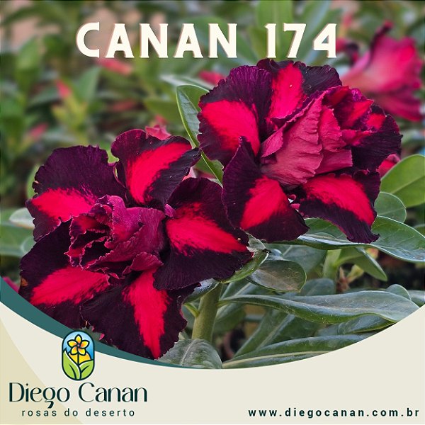 Enxerto CANAN 174 PERFUMADA