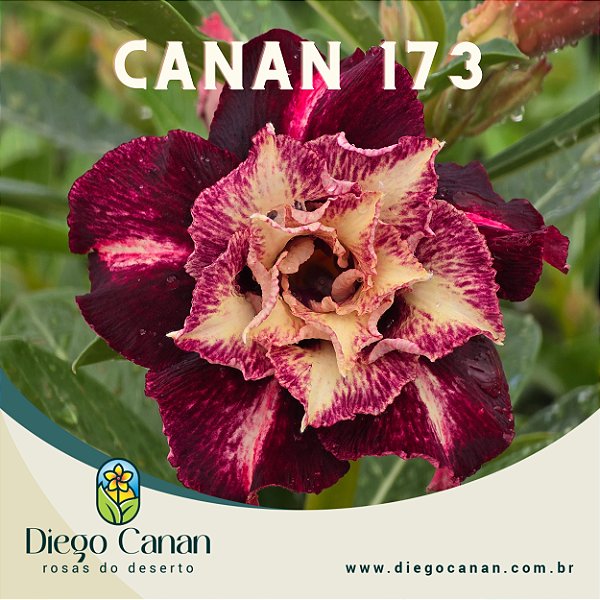 Enxerto CANAN 173 PERFUMADA