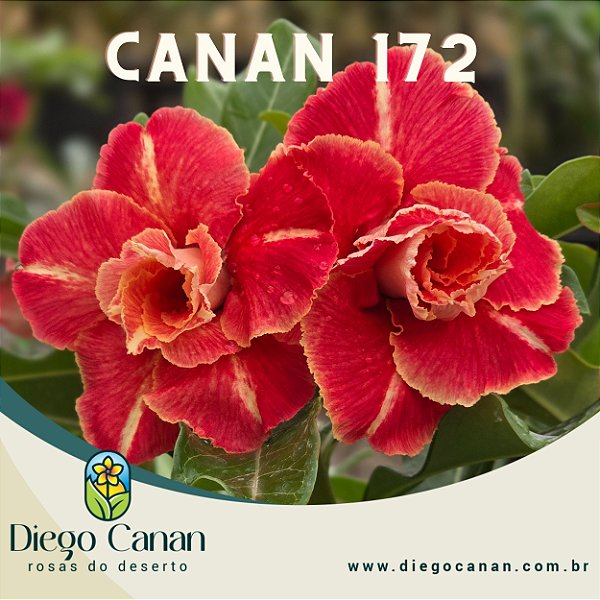 Enxerto CANAN 172 PERFUMADA