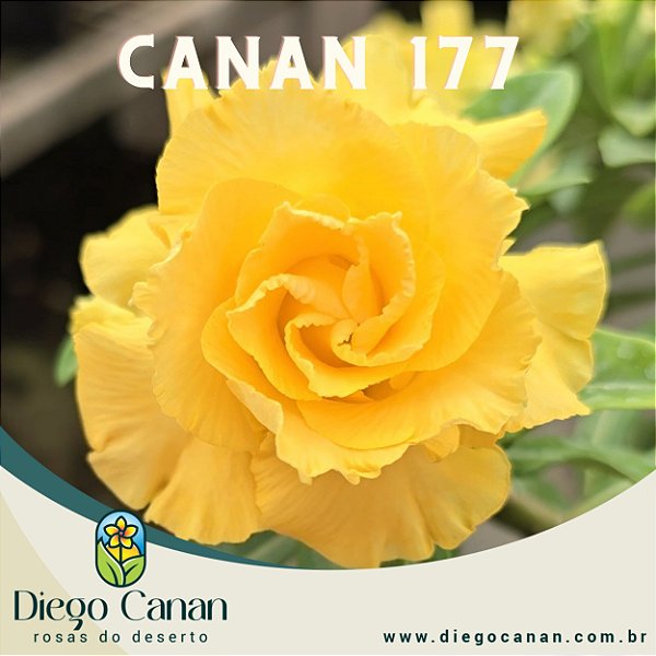 Enxerto CANAN 177 PERFUMADA
