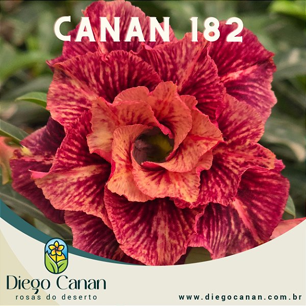 Enxerto CANAN 182 PERFUMADA