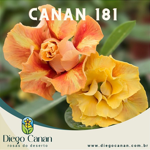 Enxerto CANAN 181 PERFUMADA