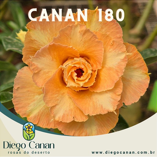 Enxerto CANAN 180 PERFUMADA