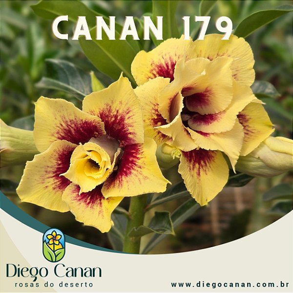 Enxerto CANAN 179 PERFUMADA